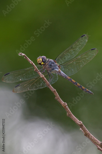 dragonfly on tree branch