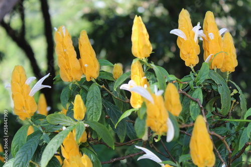 yellow flowers in garden