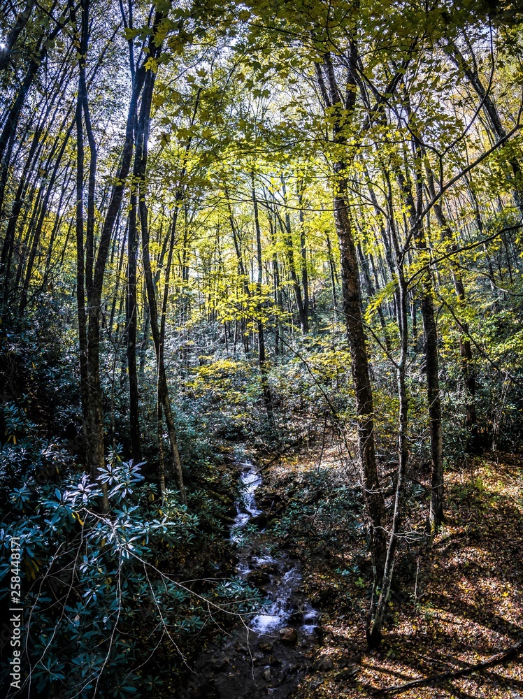 Fototapeta premium beautiful autumn scenery along viginia creeper trail west virginia