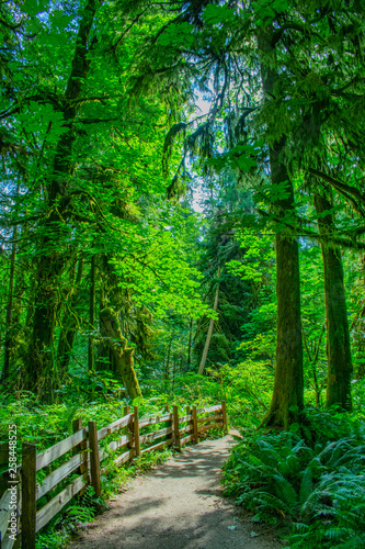 Cathedral Forest