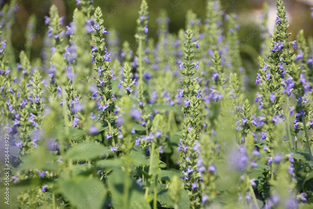 Obraz premium Chia flower, organic crop at the garden.