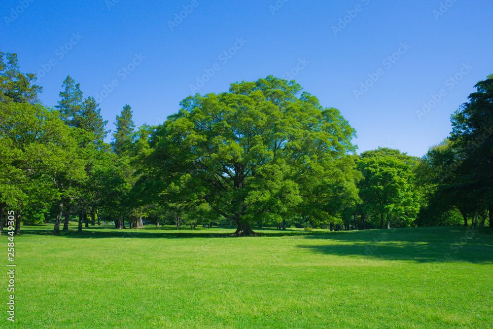 garden tree and lawn