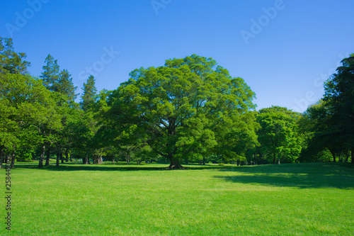 garden tree and lawn