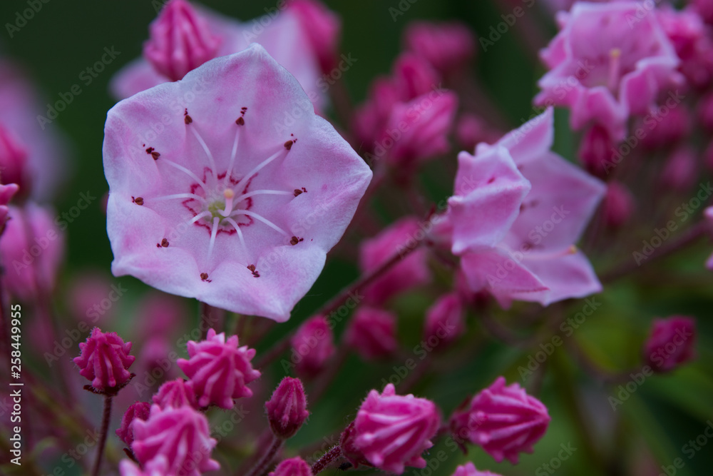 ピンク色の不思議な花 カルミア Stock Photo Adobe Stock