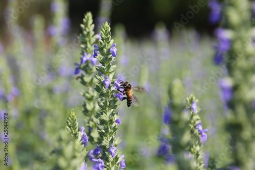 Chia flower are bloom and small bee  crop planting at the garden.