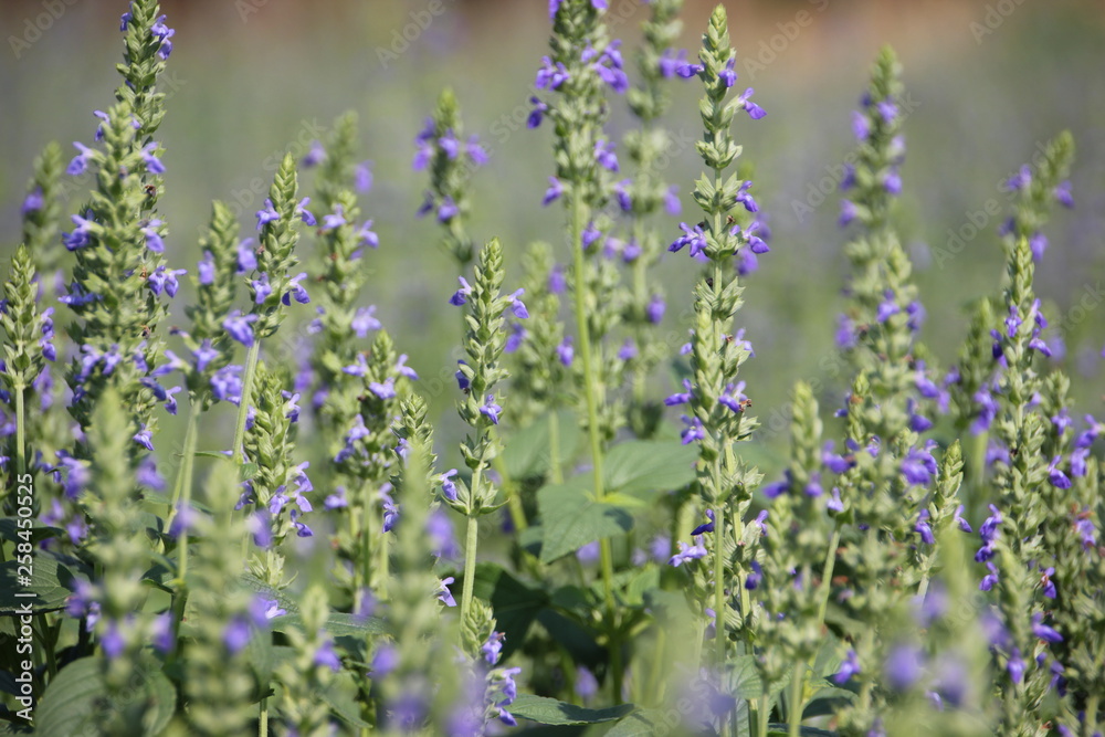 Obraz premium Chia flower, organic crop at the garden.