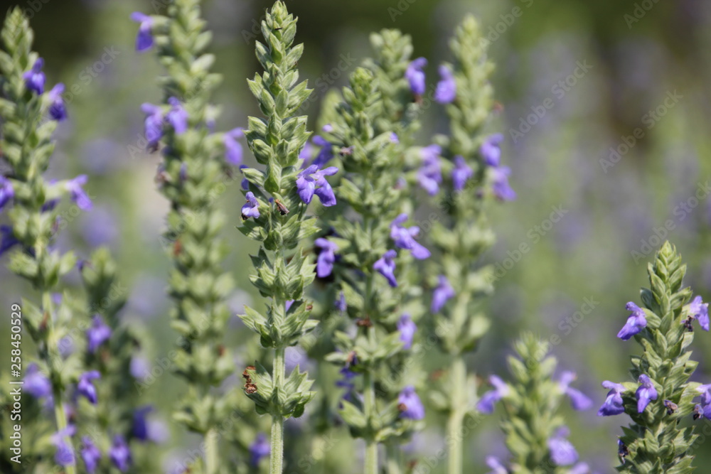 Chia crop (Salvia hispanica), purple flower that planting at the field. Chia crop (Salvia hispanica), purple flower that planting at the field.