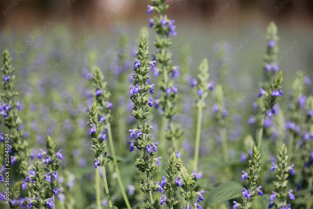 Obraz premium Chia crop (Salvia hispanica), purple flower that planting at the field.