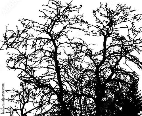 vector trees background.