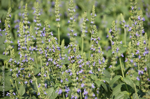 Chia crop  purple flower are bloom at the garden.