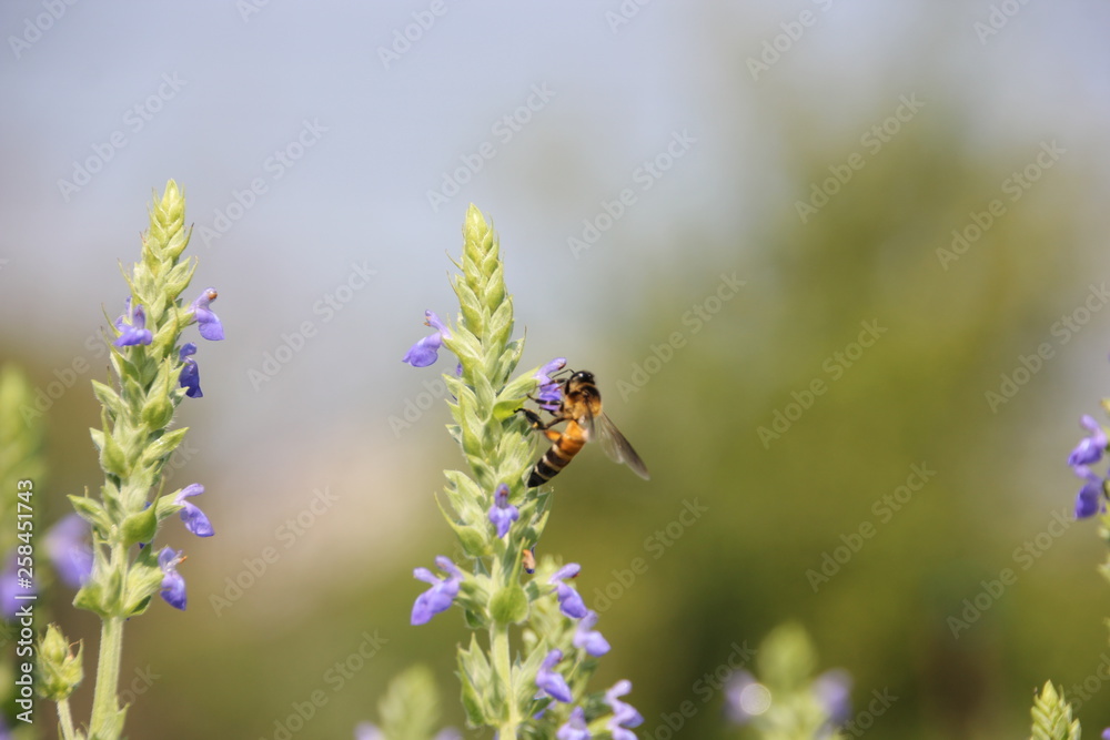 Chia flower are bloom and bee, crop planting at the Tropical field. Chia flower are bloom and bee, crop planting at the Tropical field.
