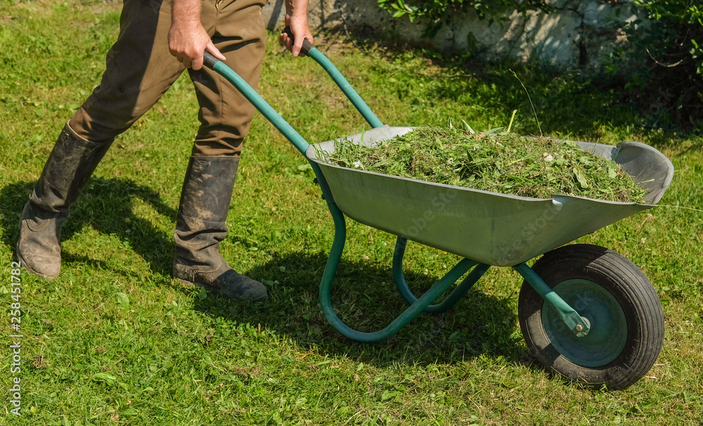 The farmer is driving a wheelbarrow full of freshly mowed grass on the lawn in the garden into the compost pit. The farmer is driving a wheelbarrow full of freshly mowed grass on the lawn in the garden into the compost pit.