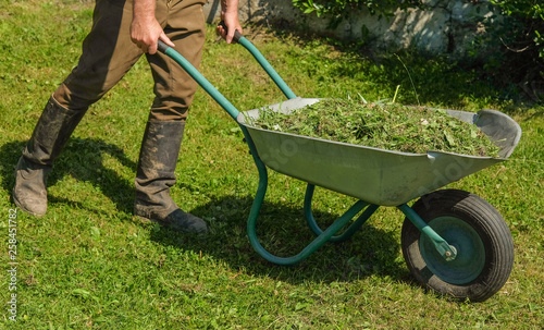 The farmer is driving a wheelbarrow full of freshly mowed grass on the lawn in the garden into the compost pit.
