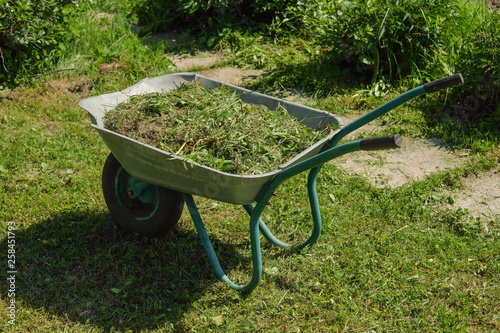 A wheelbarrow full of fresh mown grass is on the lawn in the garden.