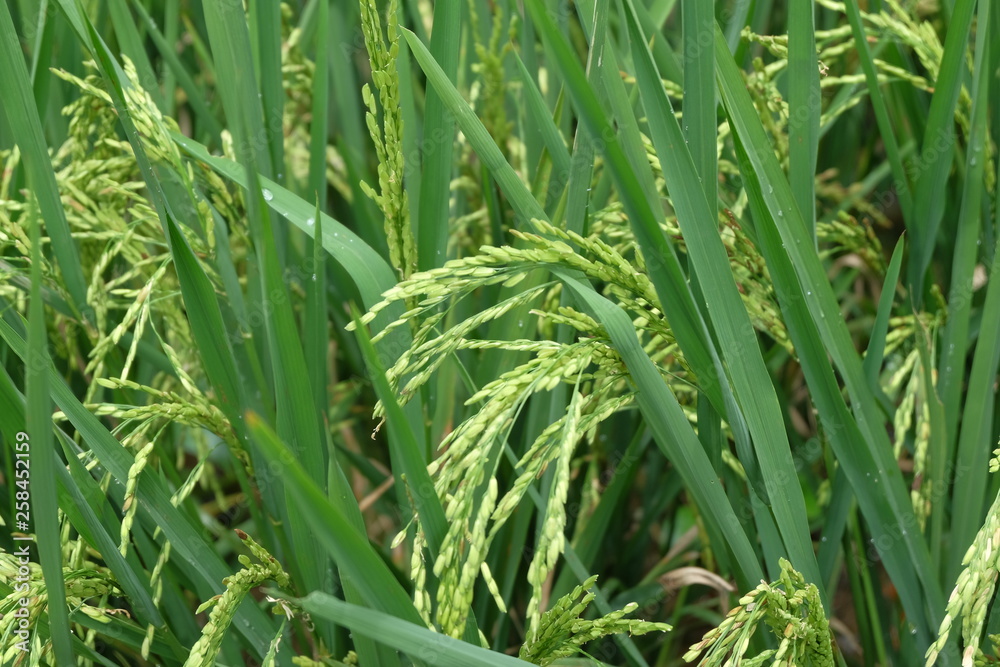 Obraz premium paddy rice plant close up view
