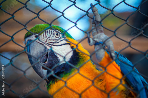 colorful parrot standing on the net 