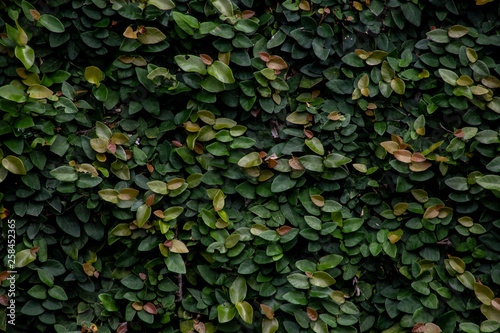 Green leaf hedge on a wall
