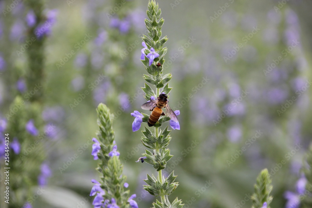 Purple chia flower (Salvia hispanica) with bee, crop planting at the garden on tropical zone of Thailand. Purple chia flower (Salvia hispanica) with bee, crop planting at the garden on tropical zone of Thailand.
