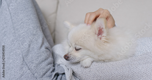Sleep white pomeranian with pet owner cuddle