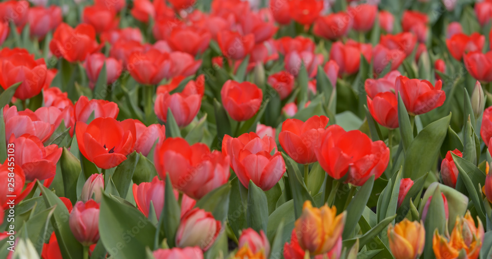 Tulips flowers spring bloom in park