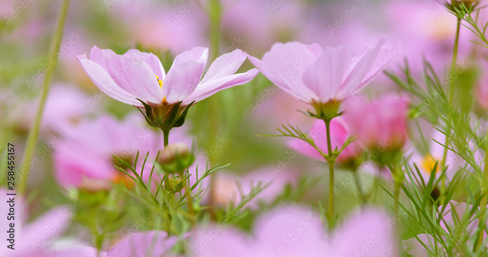 Fototapeta premium Cosmo flower plant