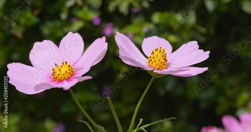 Purple cosmo flower