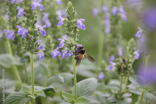 Bee with chia flower is bloom, crop planting at the field.