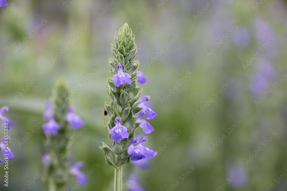 Chia flower are blooming, crop planting at the field. Chia flower are blooming, crop planting at the field.