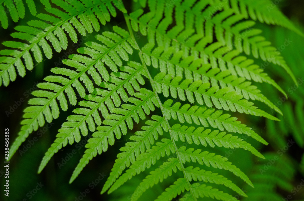 Close up on spring green fern leafs