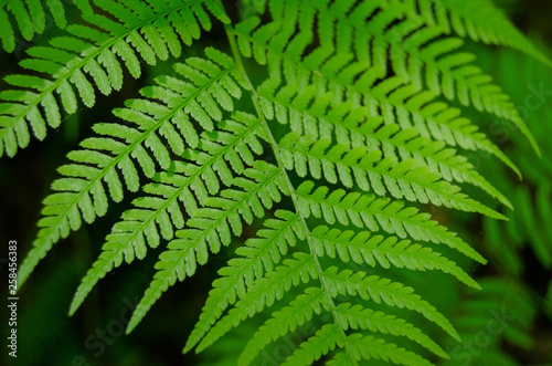 Close up on spring green fern leafs