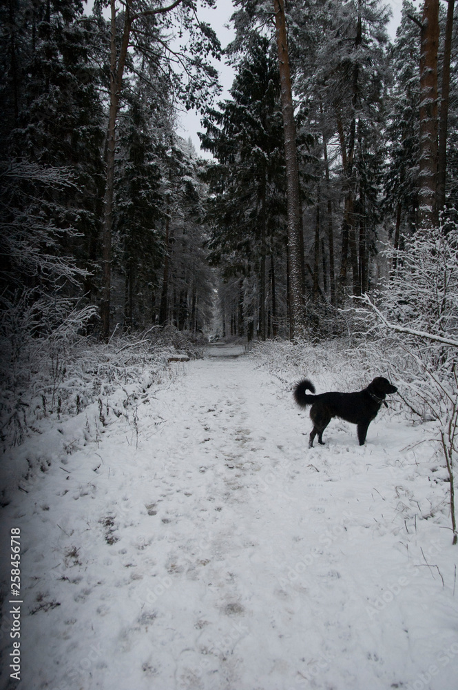 dog in winter forest