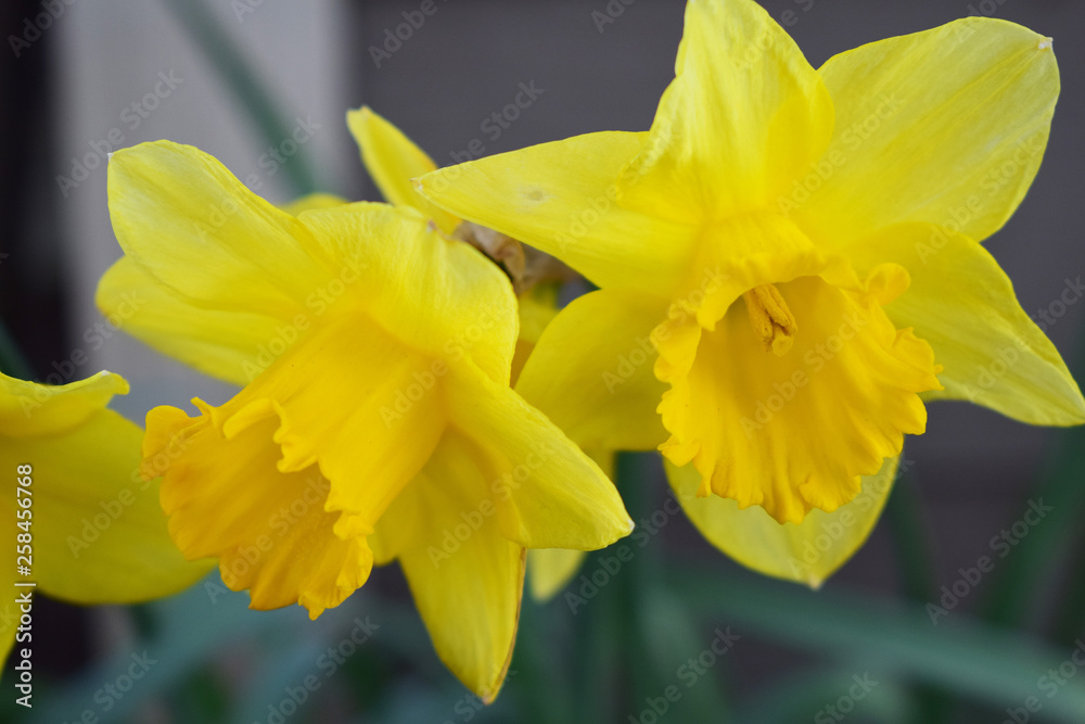 Yellow Daffodil Blooms Yellow Daffodil Blooms