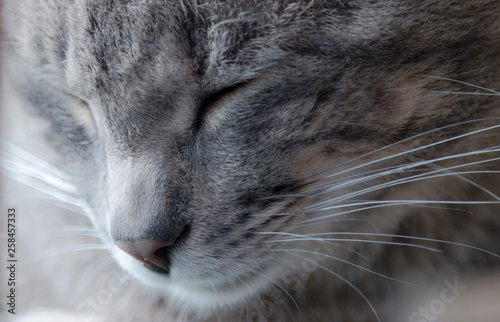 фотографія Retrato de gato gris en clave alta
