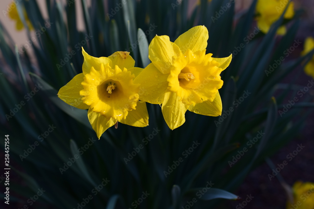 Yellow sunlit daffodil blooms