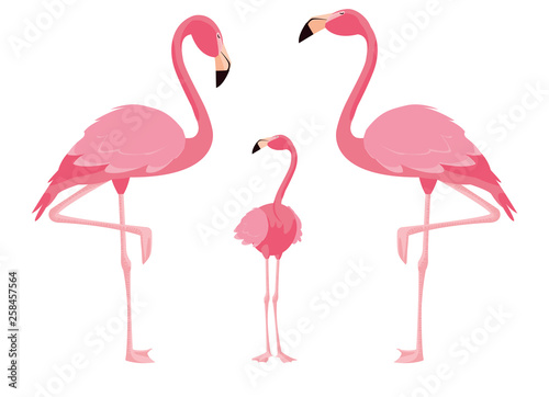 elegant flamingo birds family © djvstock
