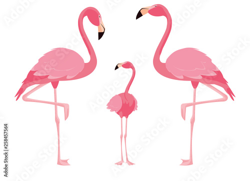 elegant flamingo birds family