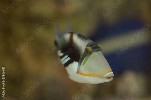 Lagoon triggerfish Rhinecanthus aculeatus , also known as the Picasso triggerfish.