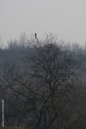 Eagle stand in the tree