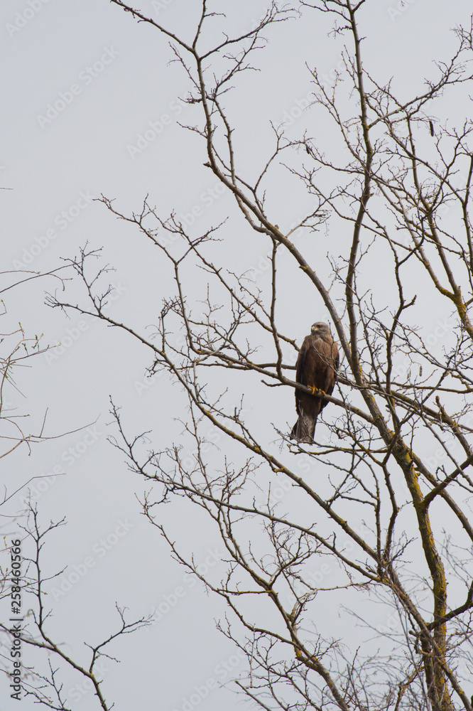 Eagle stand in the tree Eagle stand in the tree