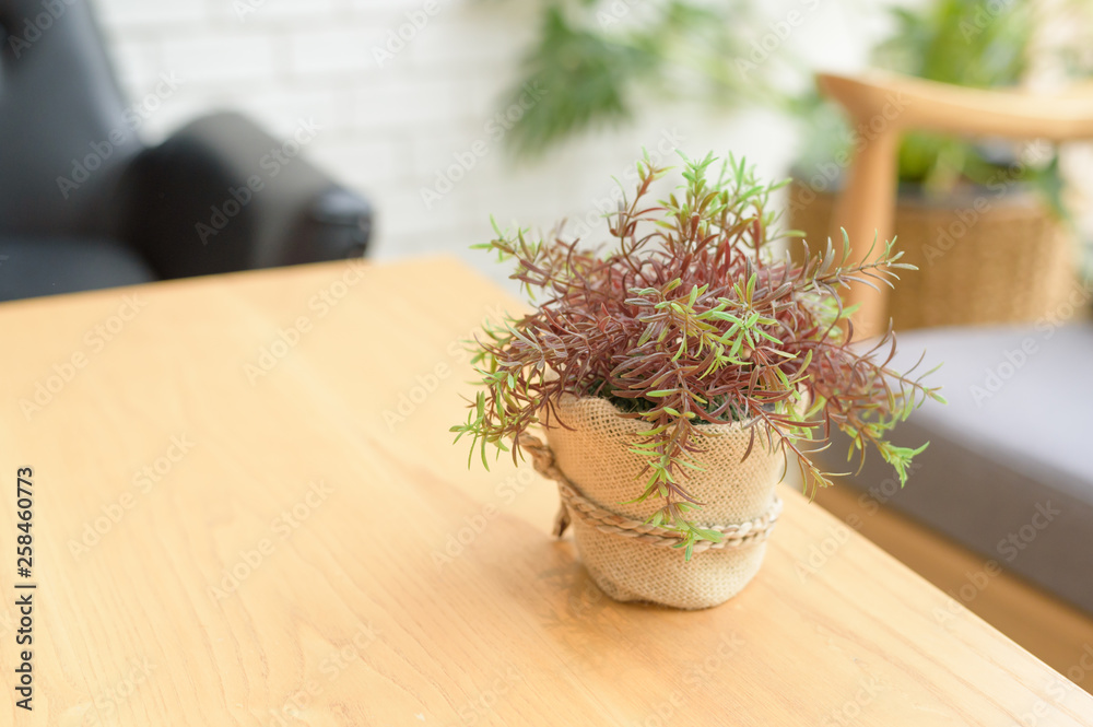 little plants for decoration on a wooden table in a living room little plants for decoration on a wooden table in a living room