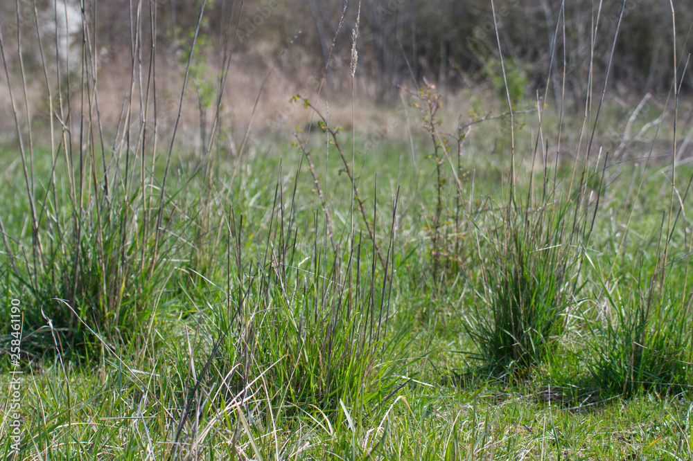 green grass in the field green grass in the field