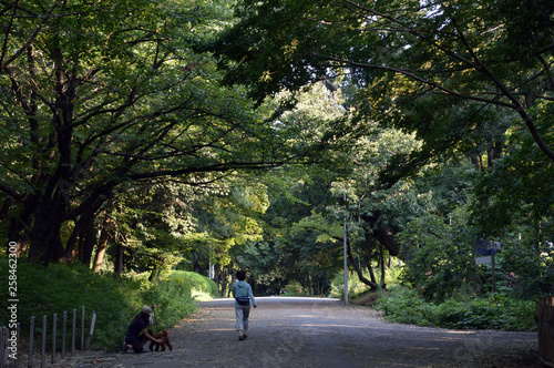 夏の葉が茂る木々に囲まれた遊歩道を散歩する人がいる公園の風景