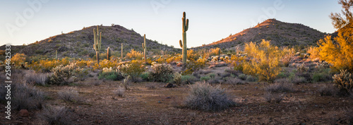 A panoramic image of the southwest desert landscape of Arizona with Saguaro cactus in evening light.
