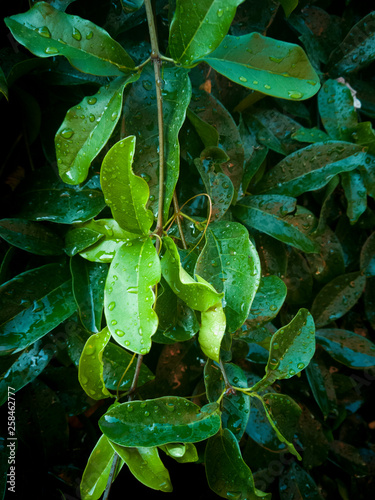 Garden leaves