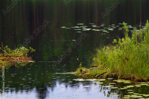 part of the lake with floating peat islands