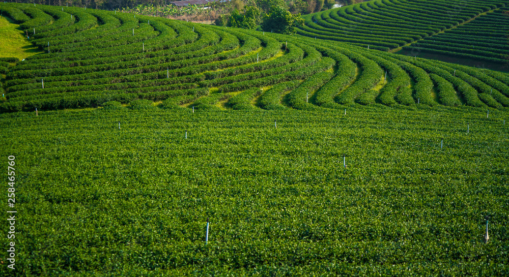 Landscape the row green tea plant and leaves at tea plantation that growth in highland hill in the morning sunlight.