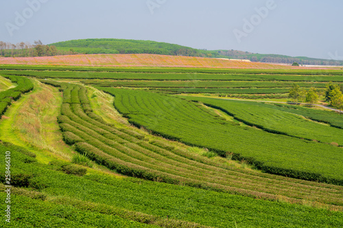 Selective focus landscape row of organic green tea plant and leaves at tea plantation that growth in highland hill in the morning sunlight with cosmos flowers backgrounds.