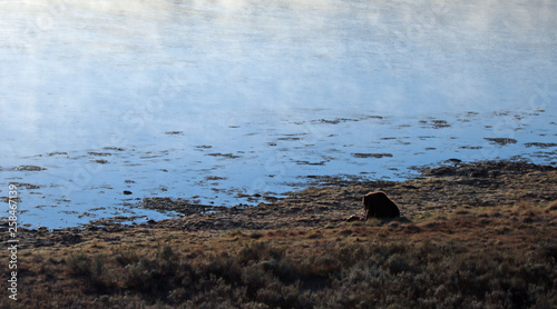 Male Grizzly bear boar eating elk kill in morning light next to Yellowstone river in Yellowstone National Park in Wyoming United States © htrnr