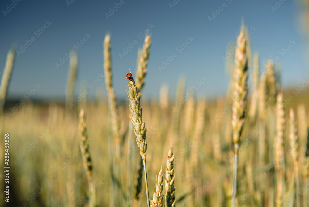 Wheat field with a ladybug and countryside scenery. Wheat field with a ladybug and countryside scenery.