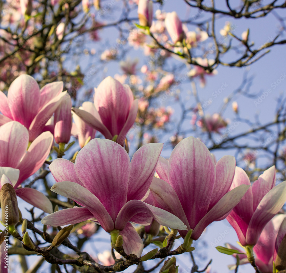 Fototapeta premium Magnolia in Spring